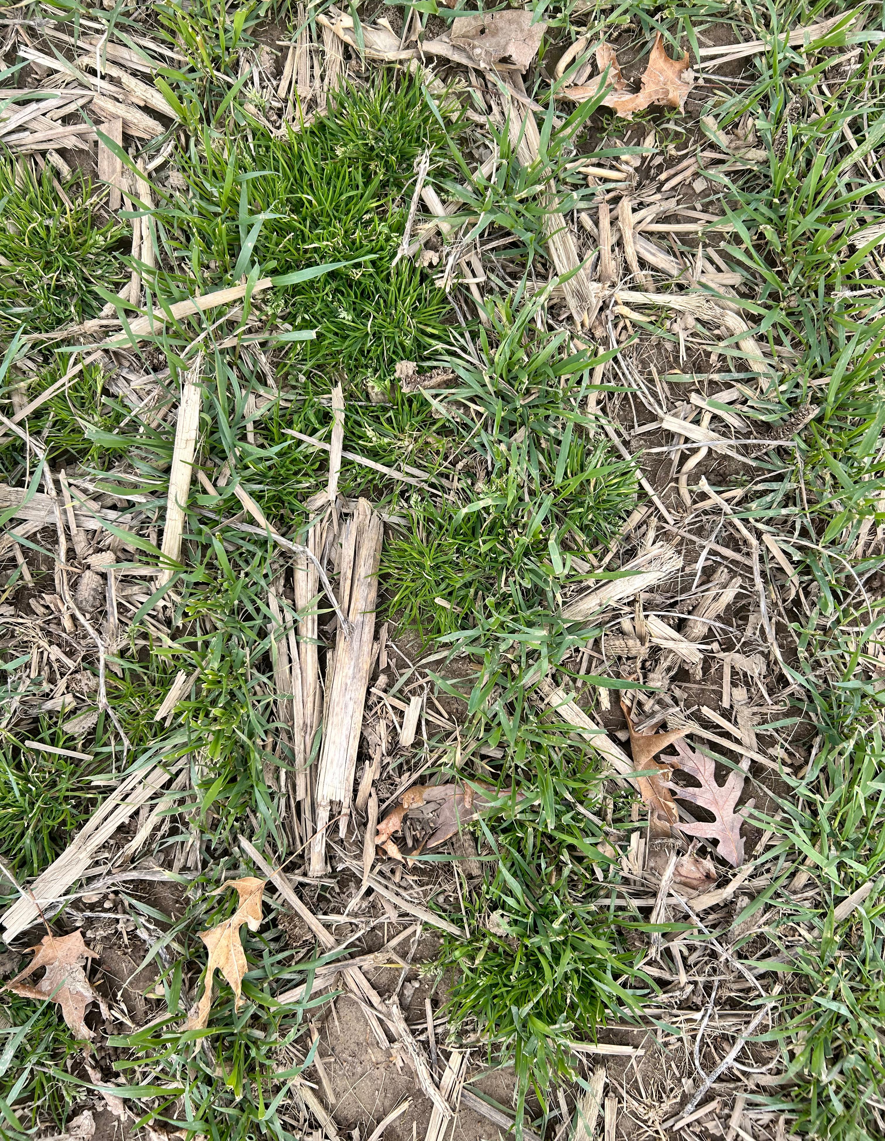 Annual bluegrass weed growing in between emerging wheat in a field.